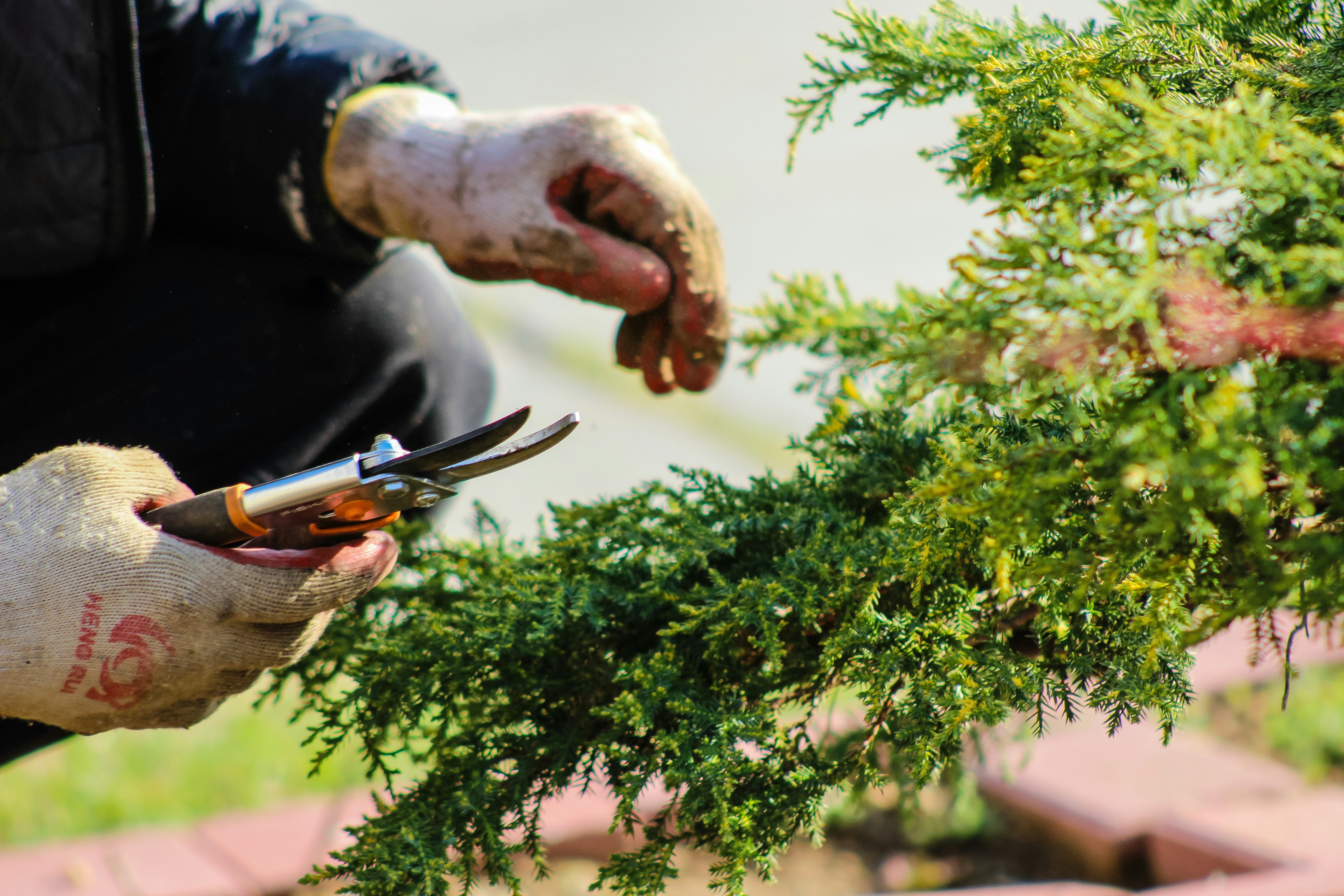 Hedge trimming service
