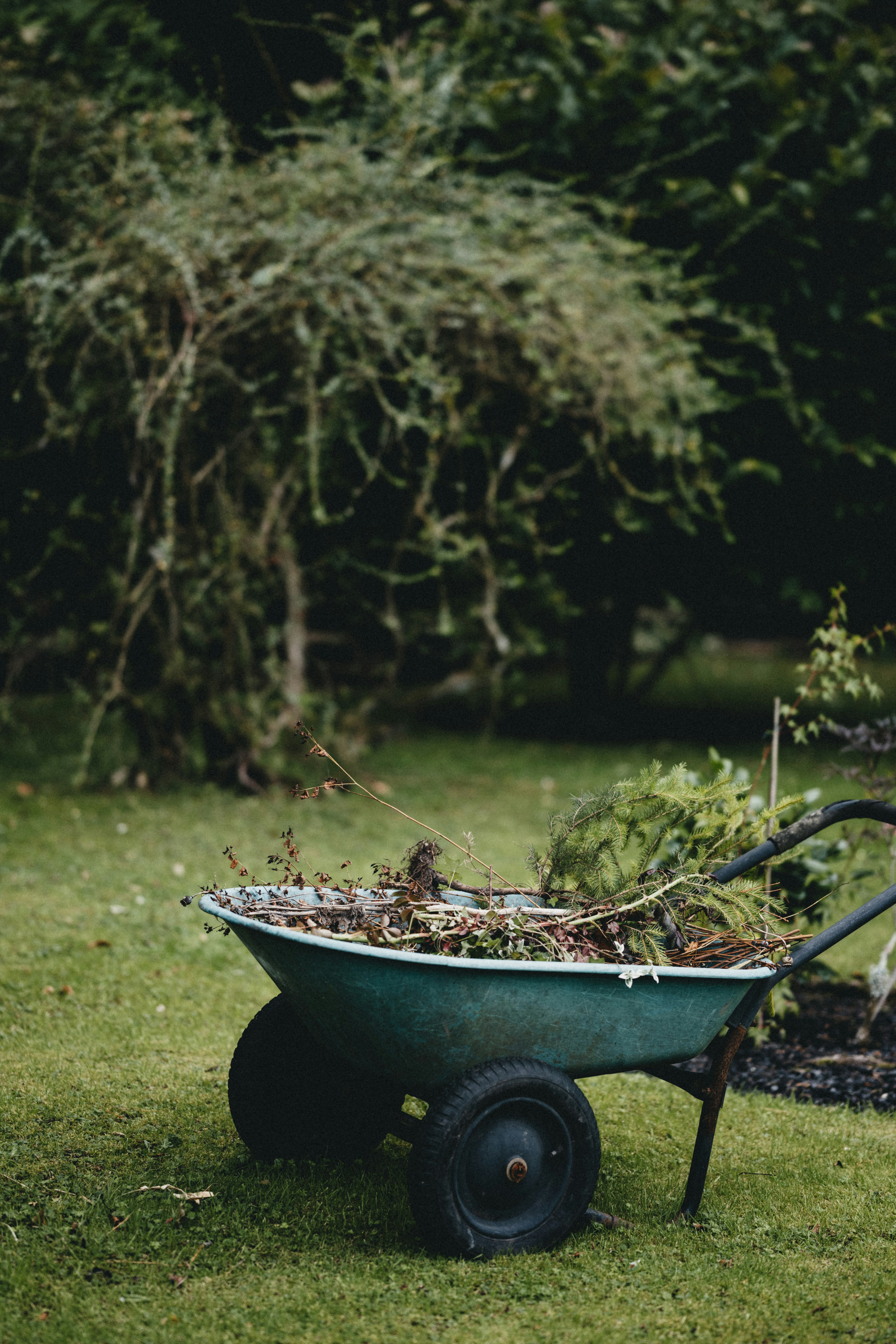 Tree surgery service